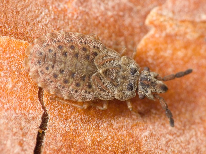 Aradus cinnamomeus Panzer, 1806
